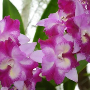 Meet your Posher, Renee